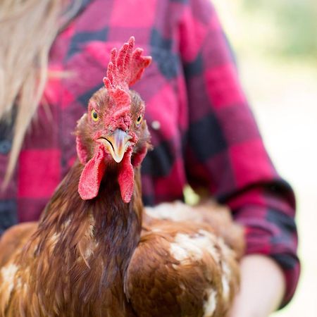 Woodstock Sustainable Farms Villa Esterno foto