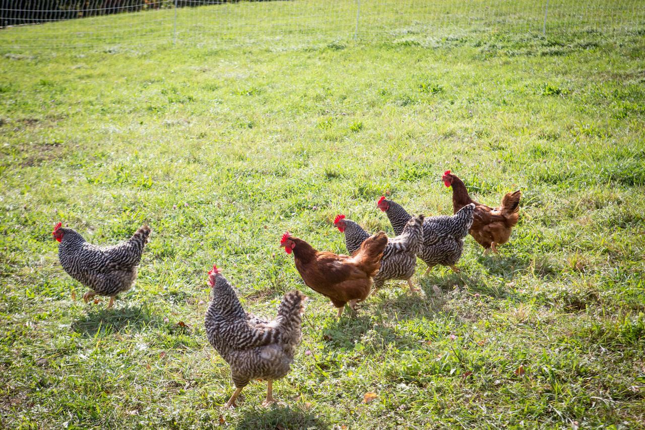 Woodstock Sustainable Farms Villa Camera foto